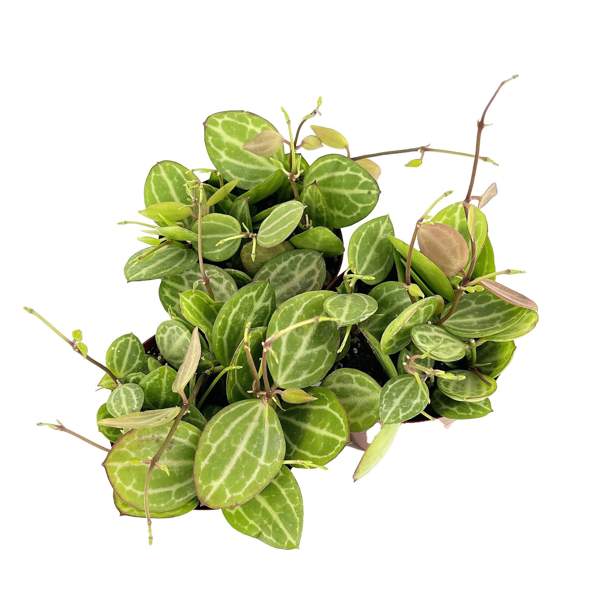 Dischidia ovata 'Watermelon'