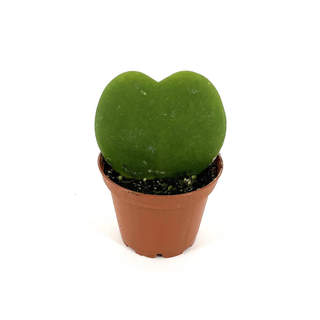 Hoya kerrii 'Sweet Heart'