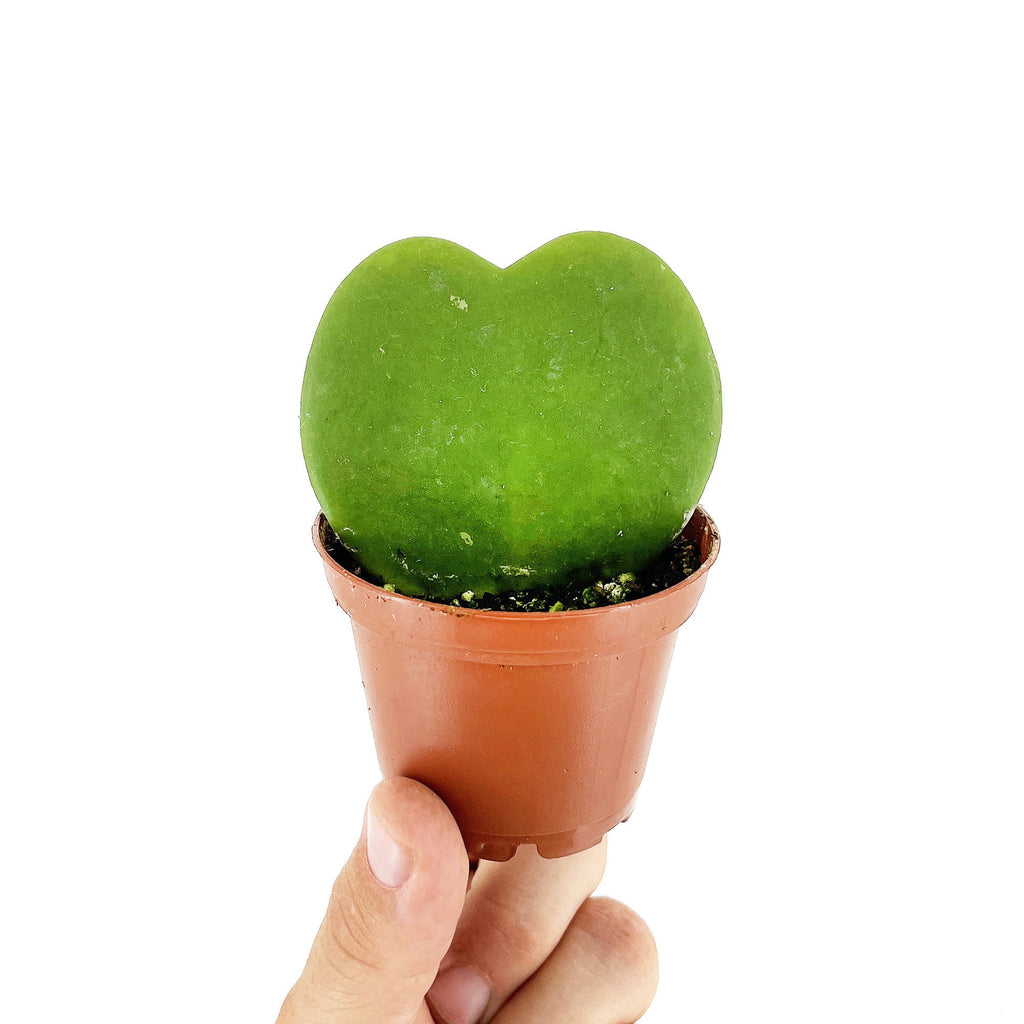 Hoya kerrii 'Sweet Heart'