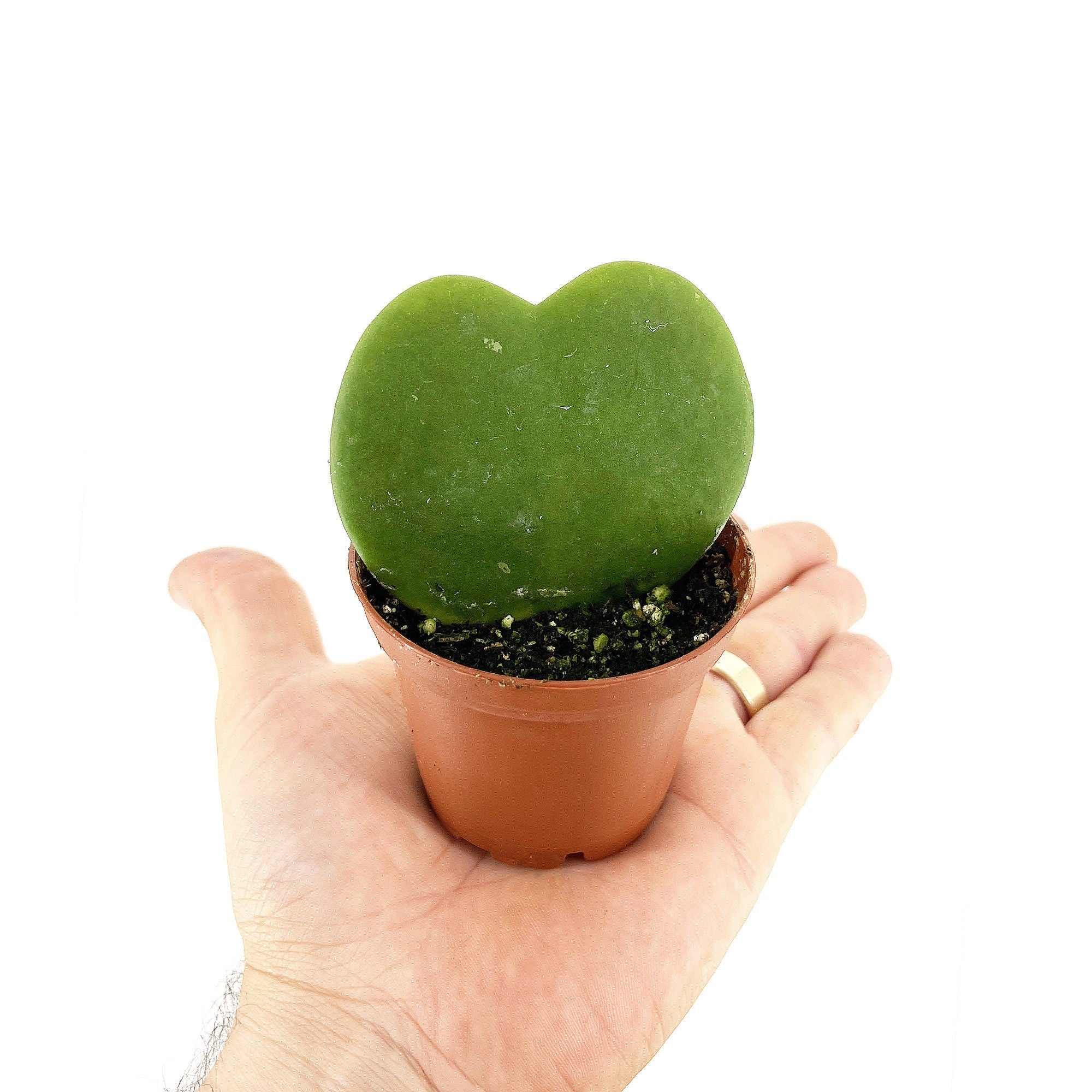 Hoya kerrii 'Sweet Heart'