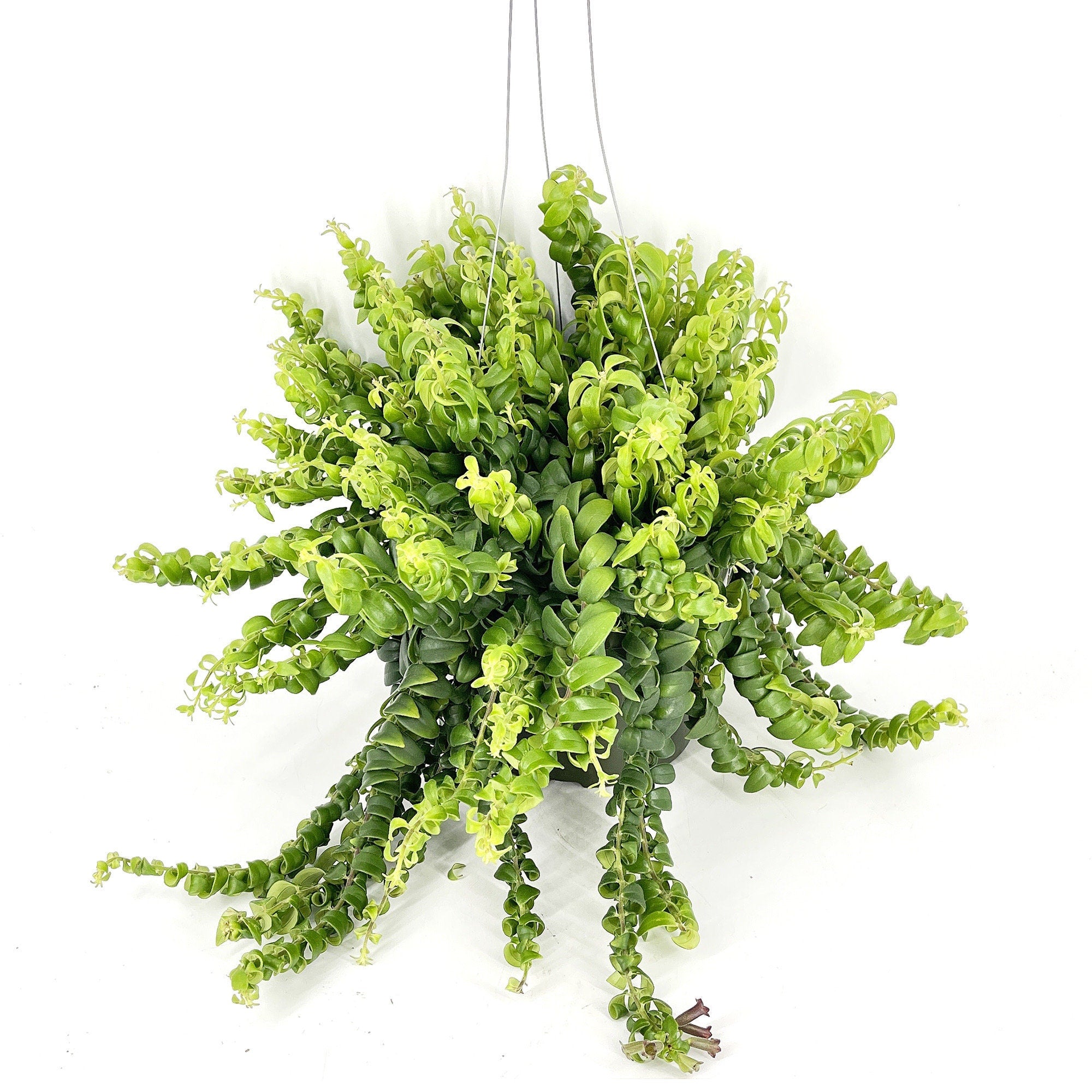 Aeschynanthus radicans 'Curly Lipstick Plant'