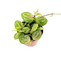 Dischidia ovata 'Watermelon'