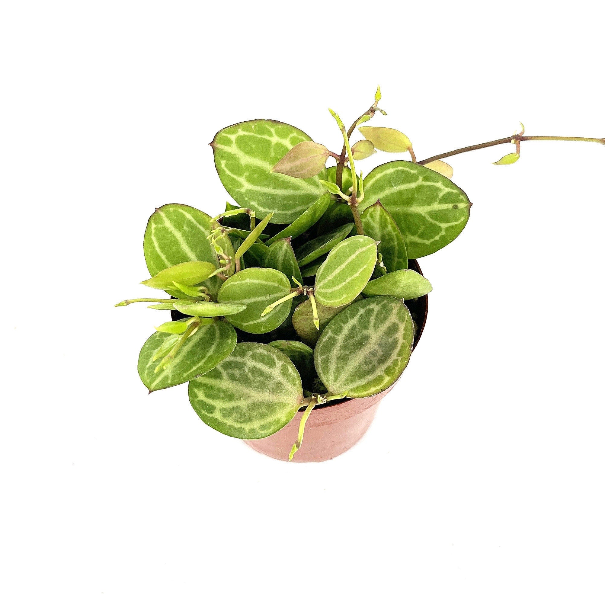 Dischidia ovata 'Watermelon'