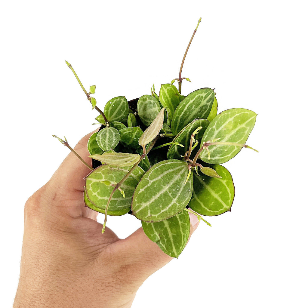 Dischidia ovata 'Watermelon'
