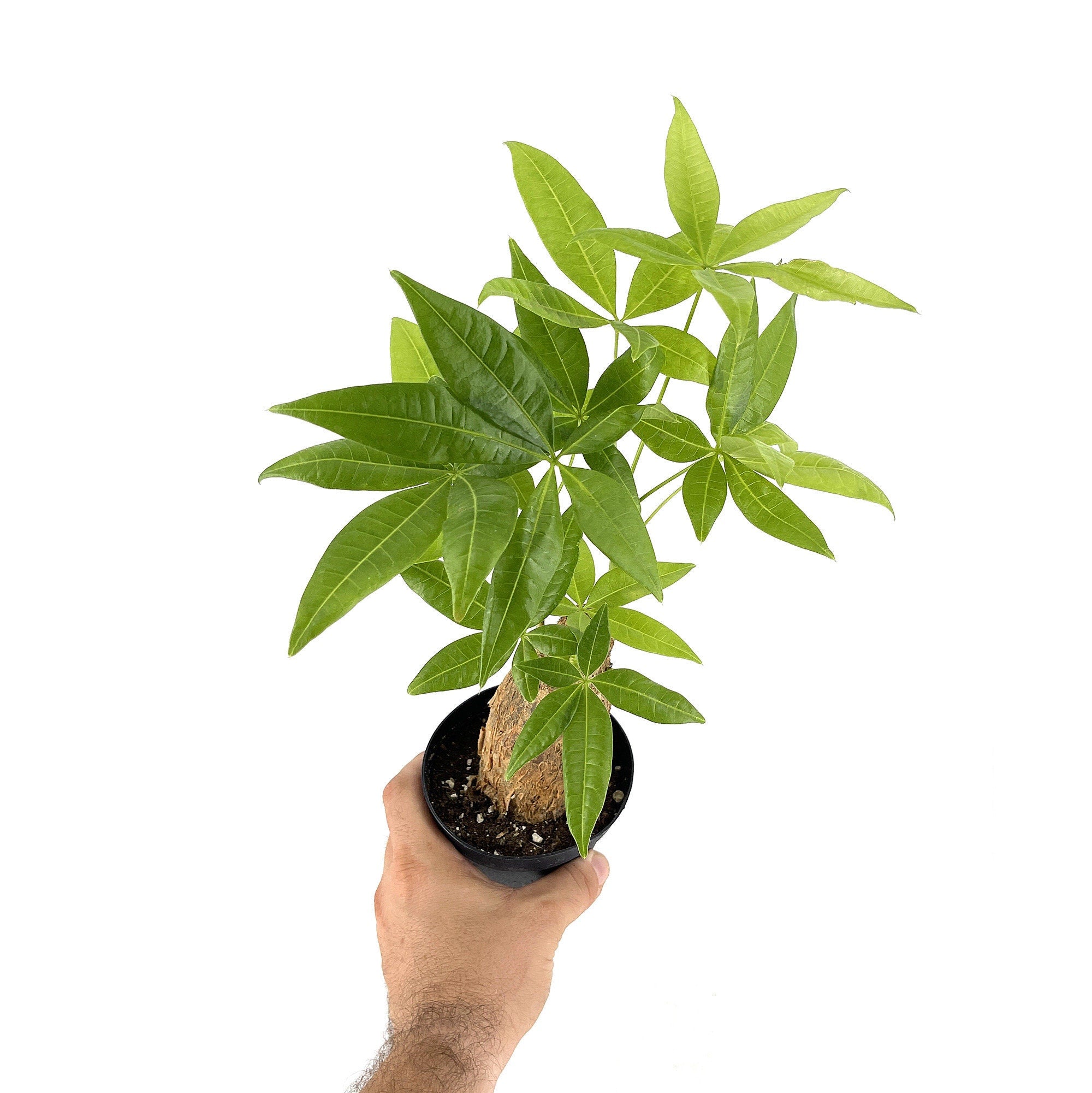 Pachira aquatica 'Stump Money Tree'
