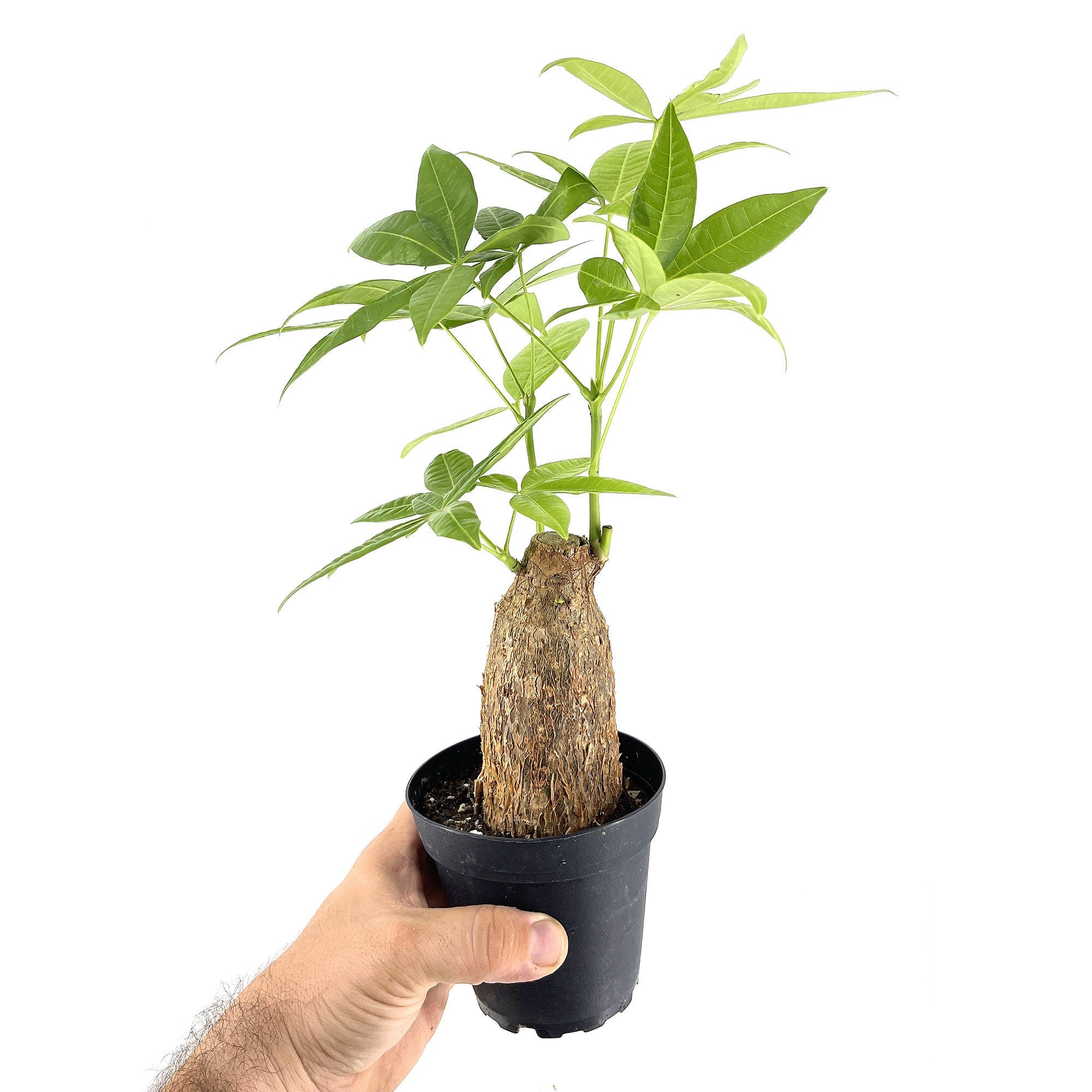 Pachira aquatica 'Stump Money Tree'