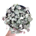Ceropegia woodii ‘Silver Glory’