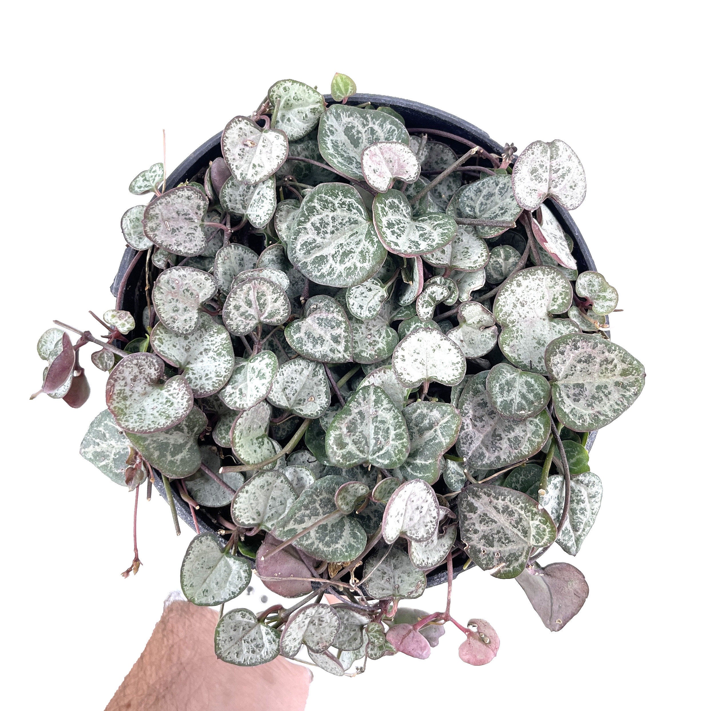 Ceropegia woodii ‘Silver Glory’