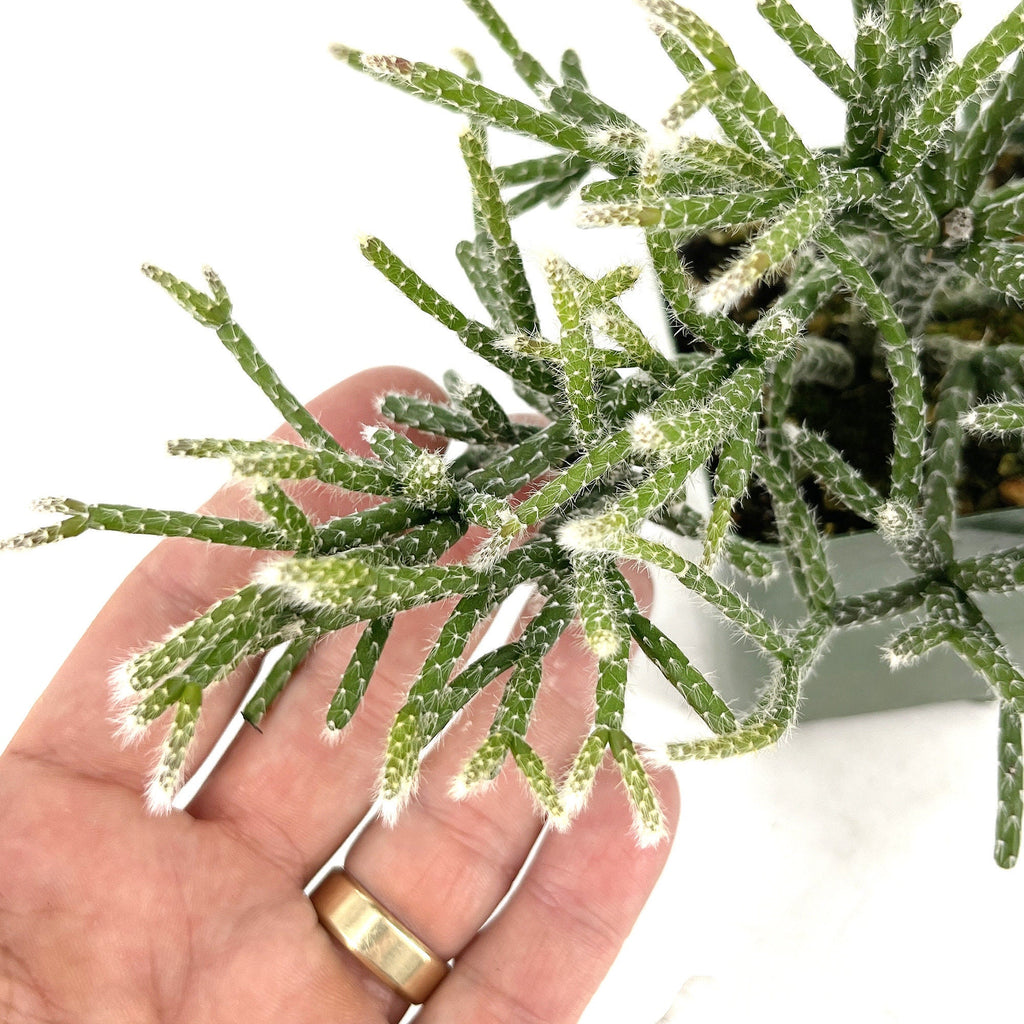 Rhipsalis pilocarpa 'Hairy Stem Mistletoe Cactus'