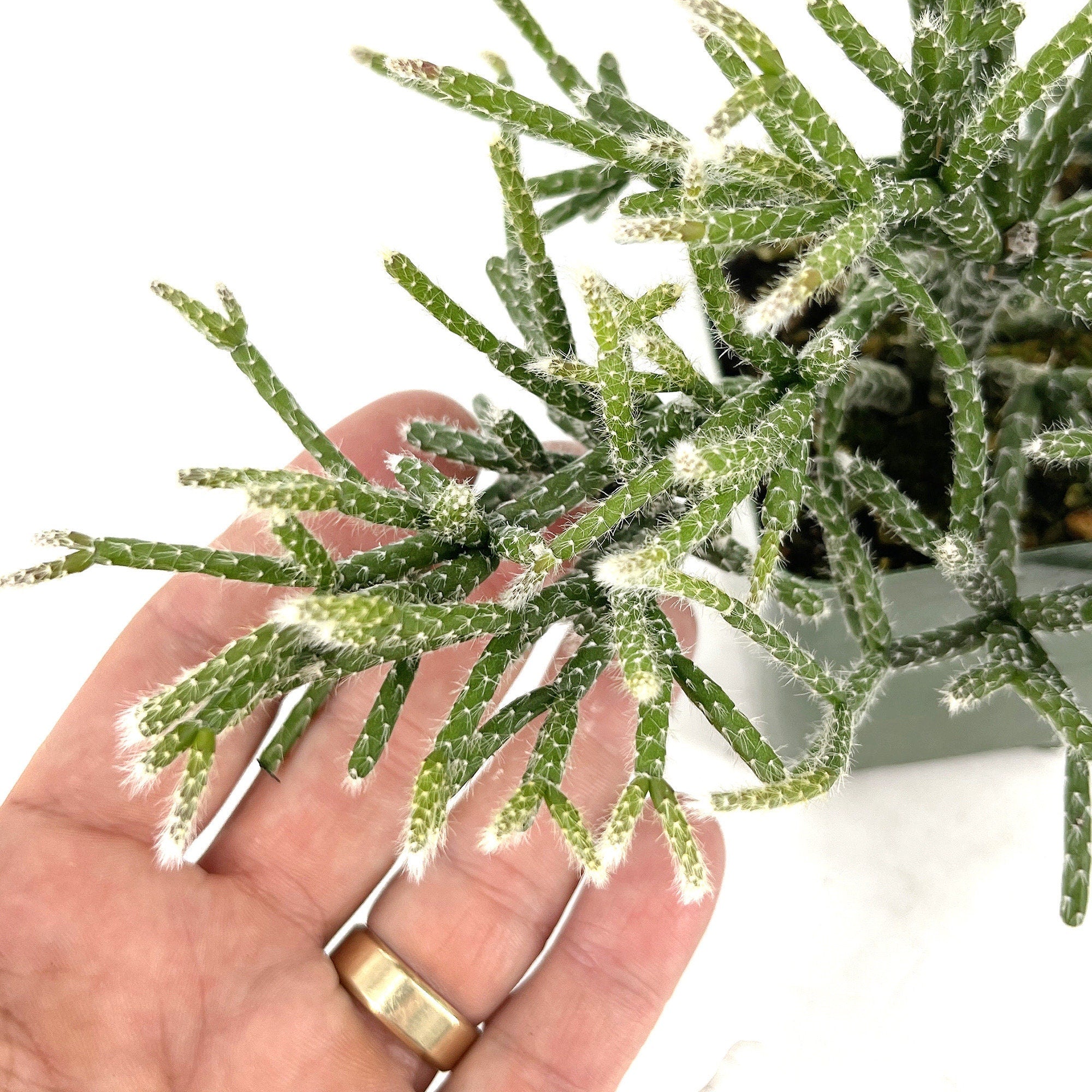 Rhipsalis pilocarpa 'Hairy Stem Mistletoe Cactus'