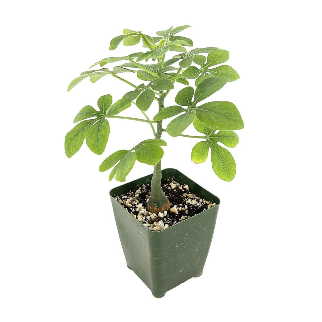 Adenia glauca