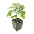 Adenia glauca