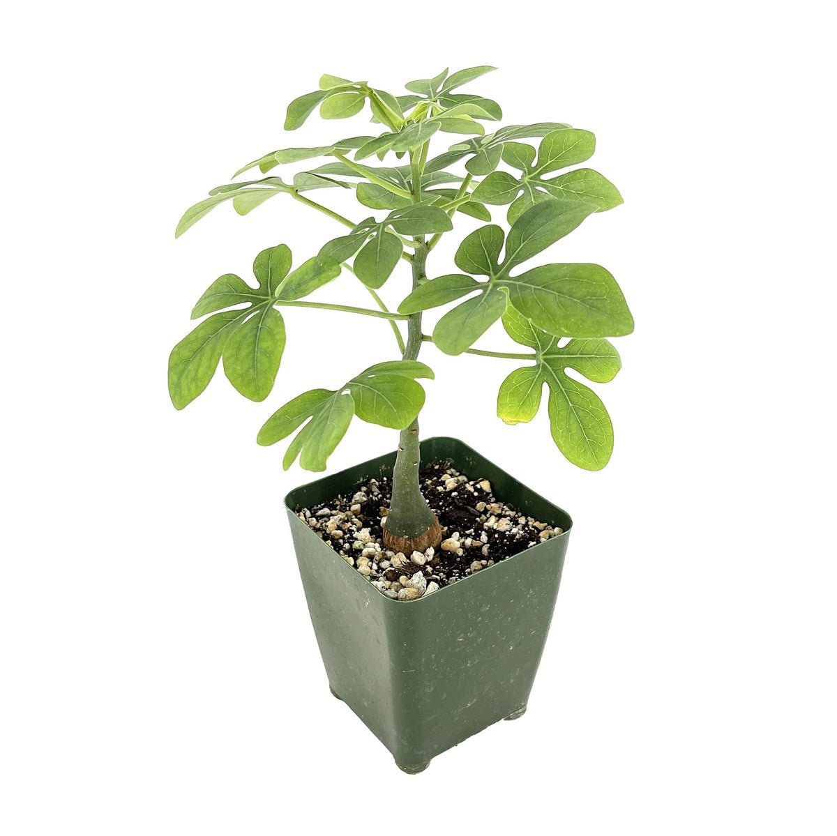 Adenia glauca