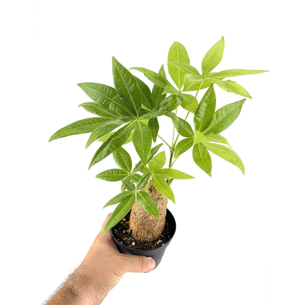 Pachira aquatica 'Stump Money Tree'