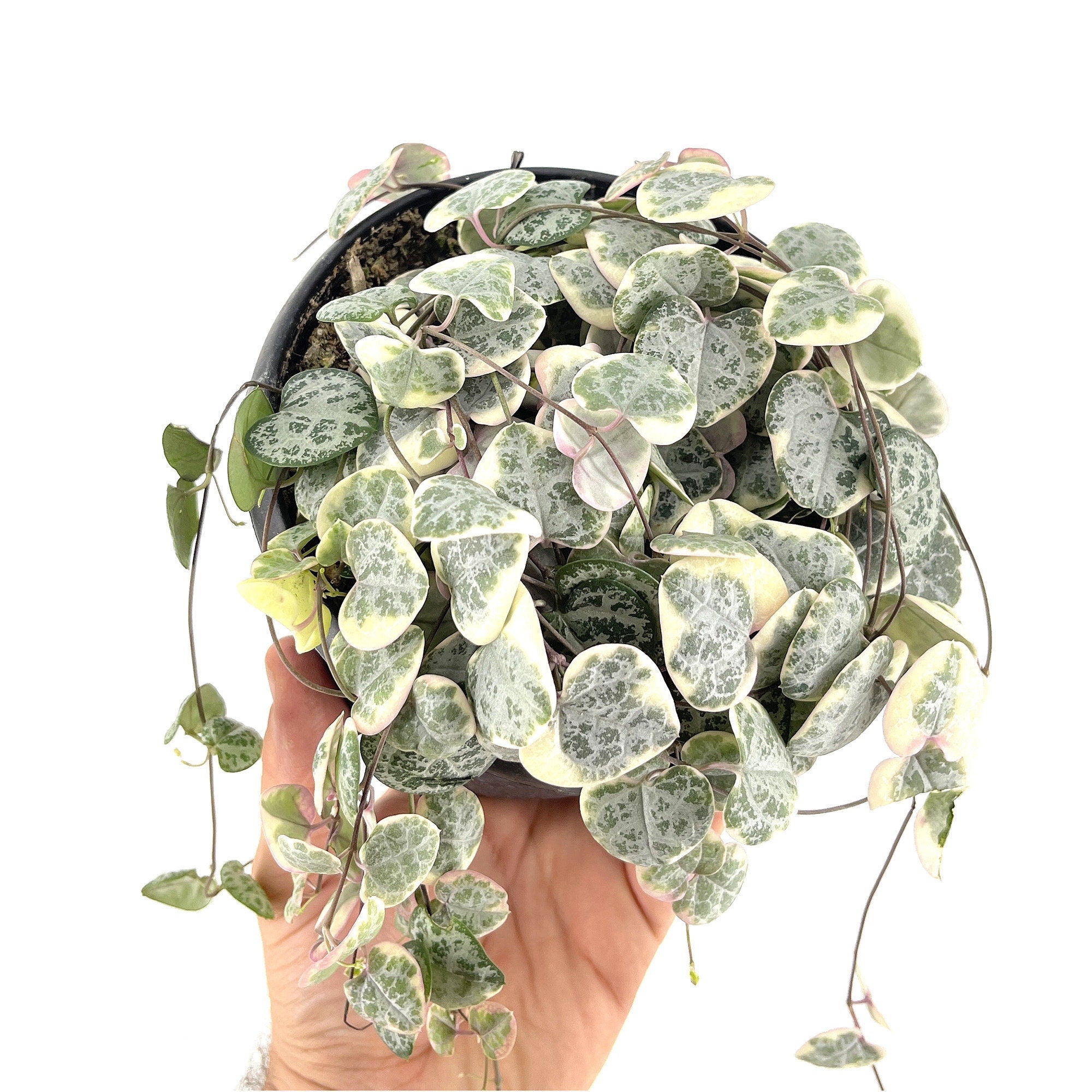 Ceropegia woodii ‘Variegata’