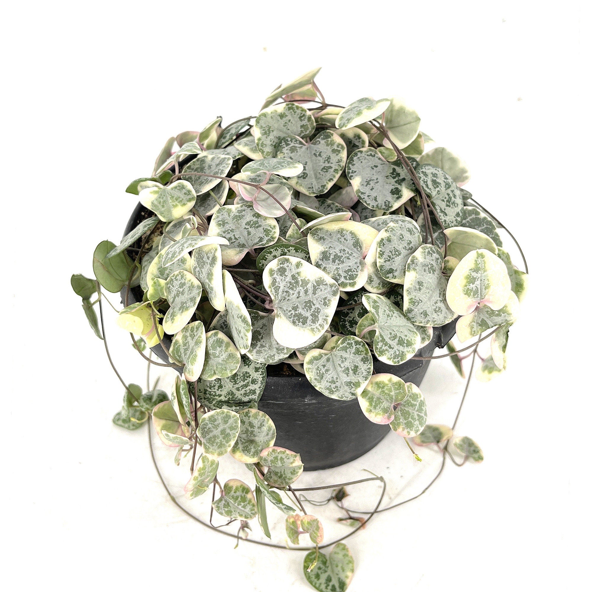 Ceropegia woodii ‘Variegata’