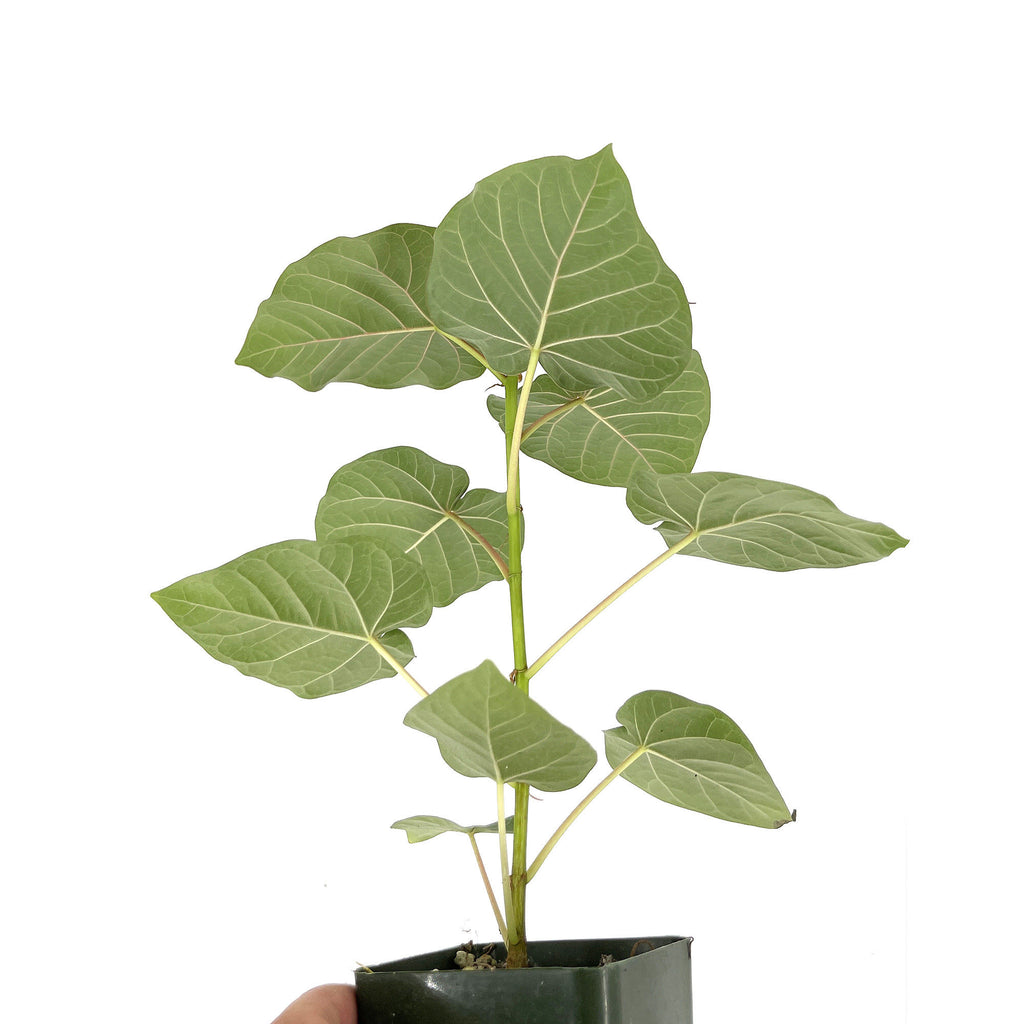 Ficus petiolaris