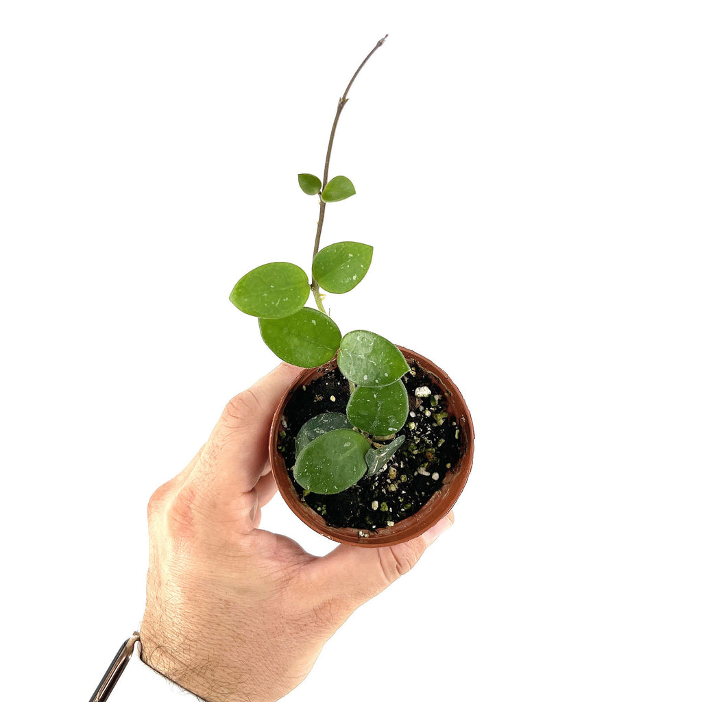 Hoya mathilde