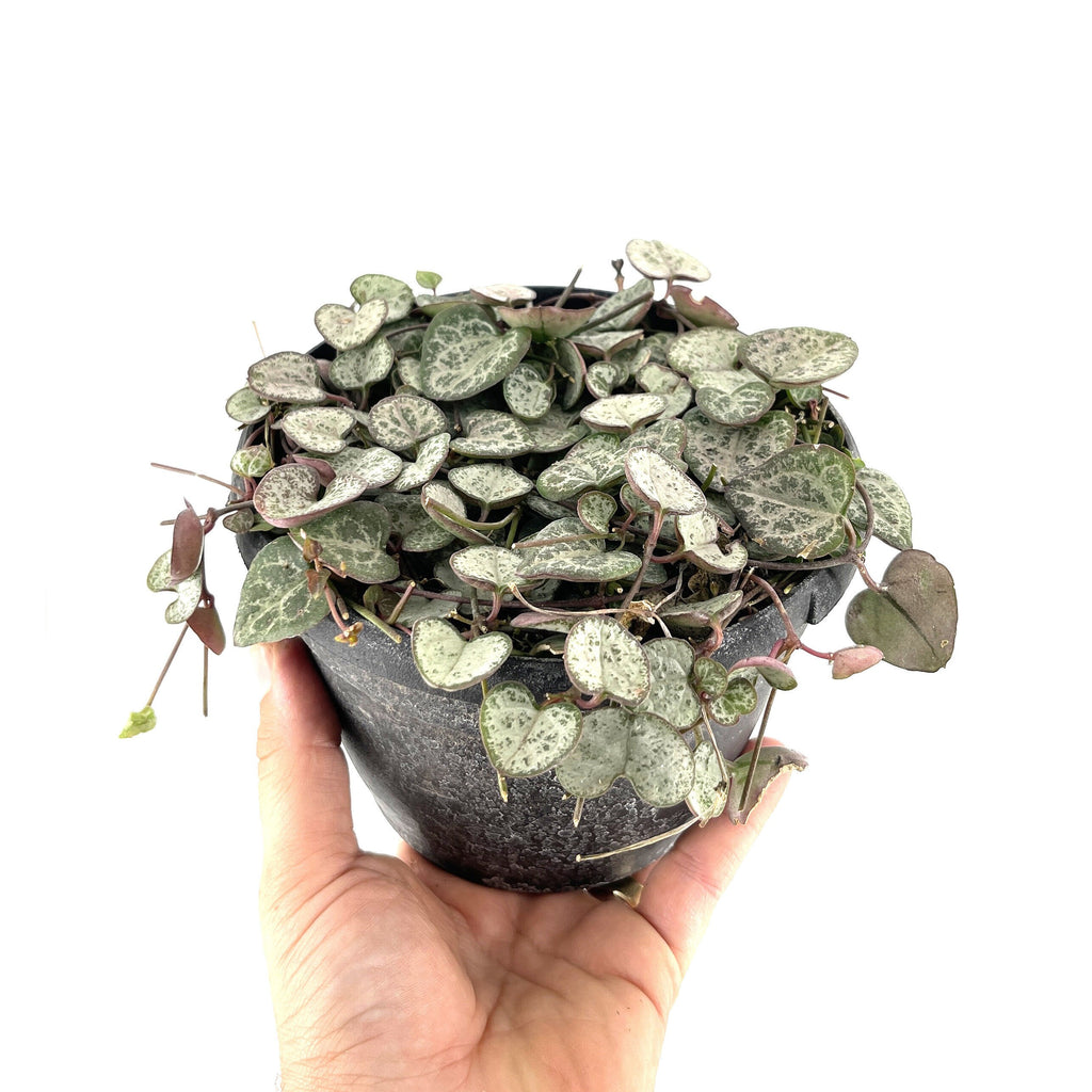 Ceropegia woodii ‘Silver Glory’