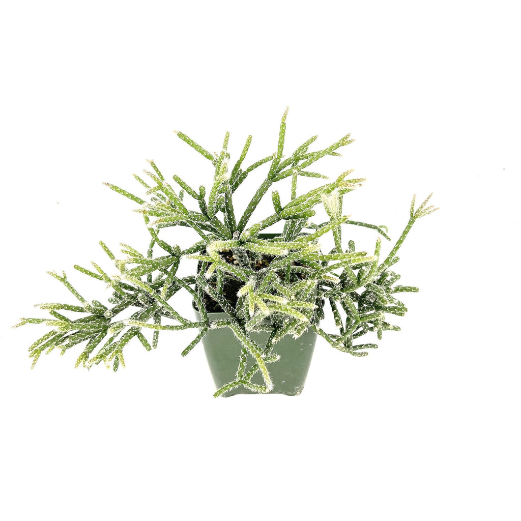 Rhipsalis pilocarpa 'Hairy Stem Mistletoe Cactus'
