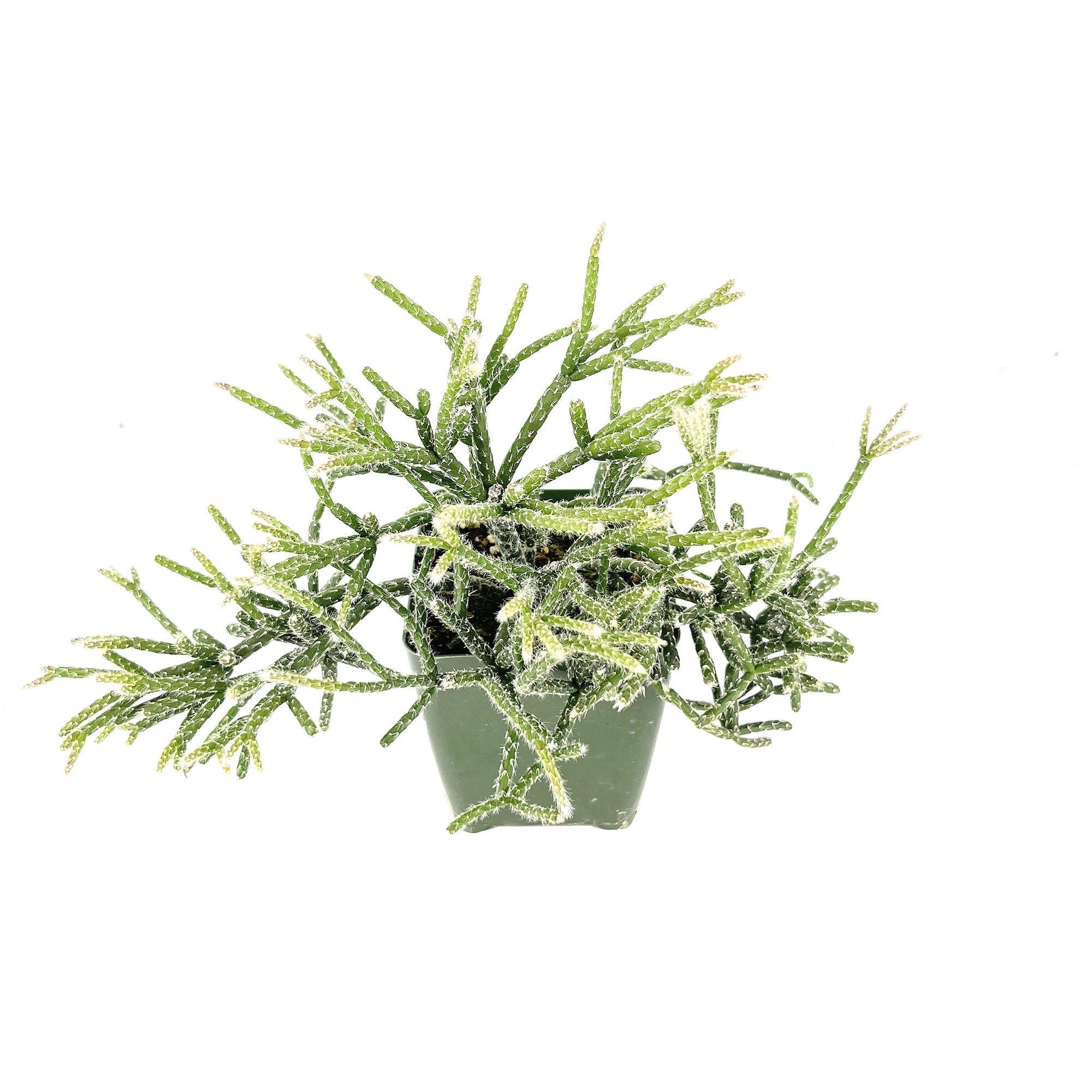 Rhipsalis pilocarpa 'Hairy Stem Mistletoe Cactus'