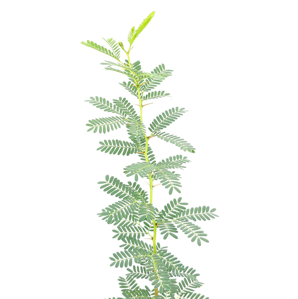 Vachellia erioloba 'Camel Thorn'