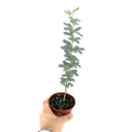 Vachellia erioloba 'Camel Thorn'