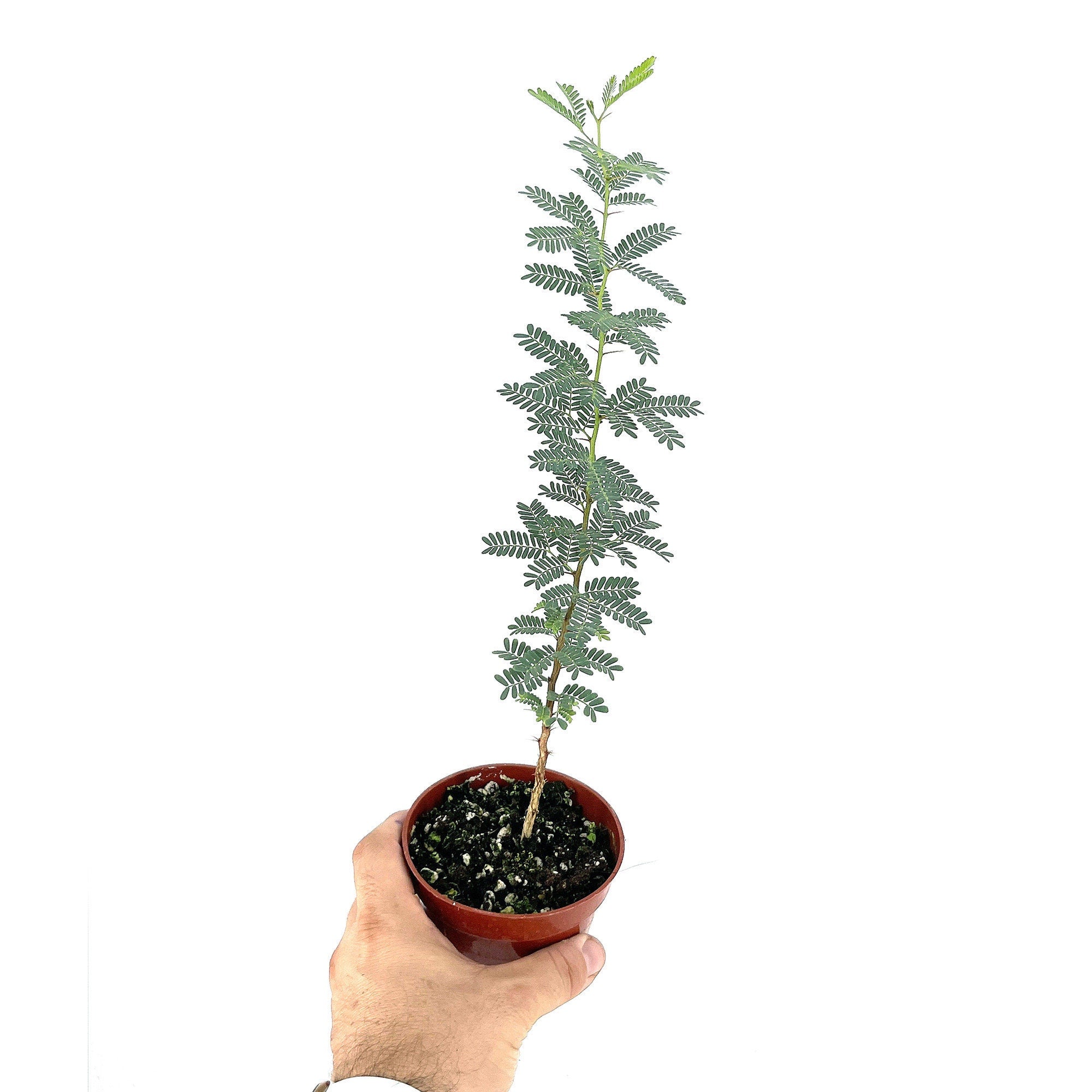 Vachellia erioloba 'Camel Thorn'