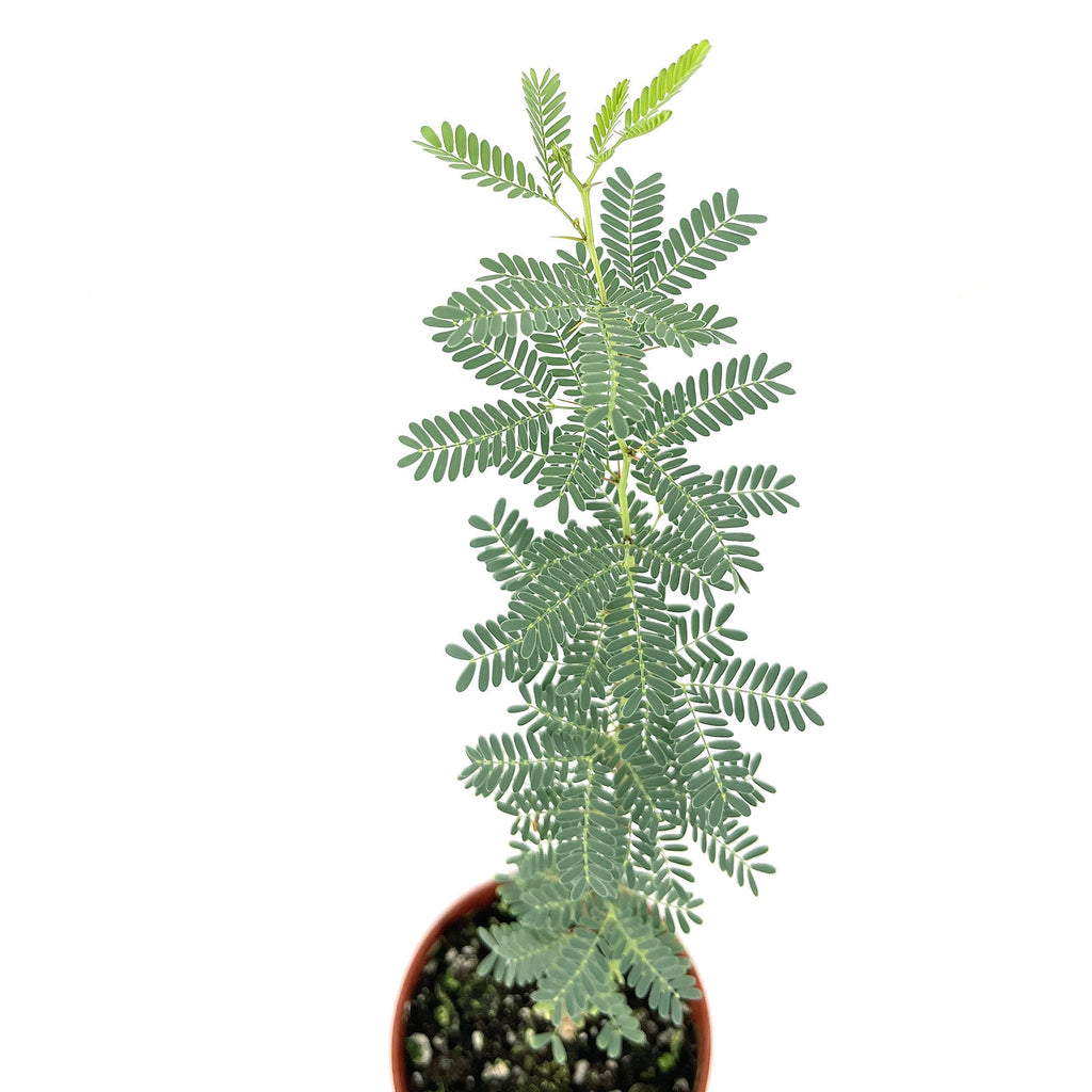 Vachellia erioloba 'Camel Thorn'