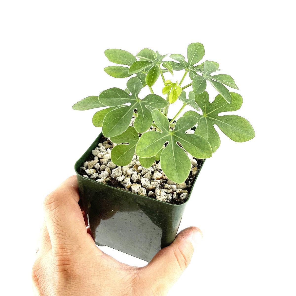 Adenia glauca