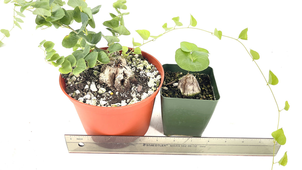 Dioscorea elephantipes 'Elephant's Foot'