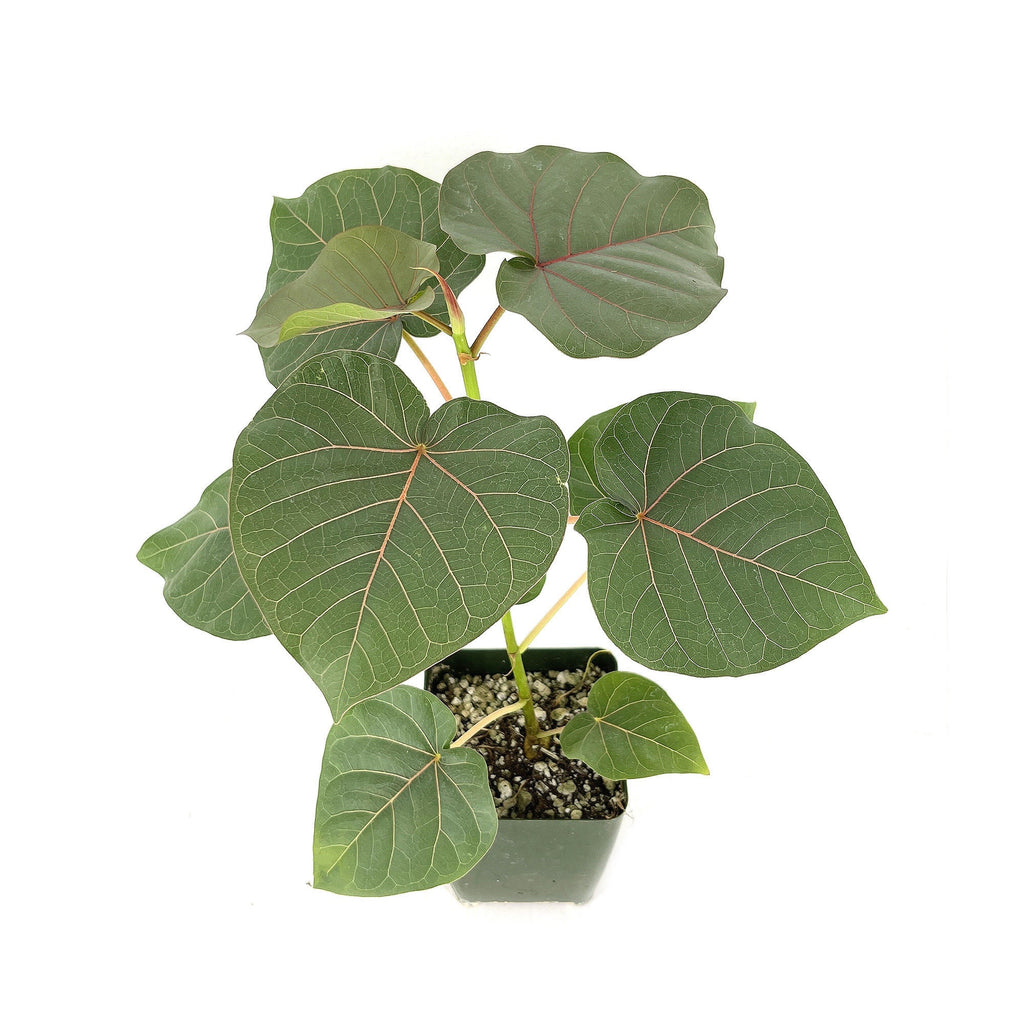 Ficus petiolaris