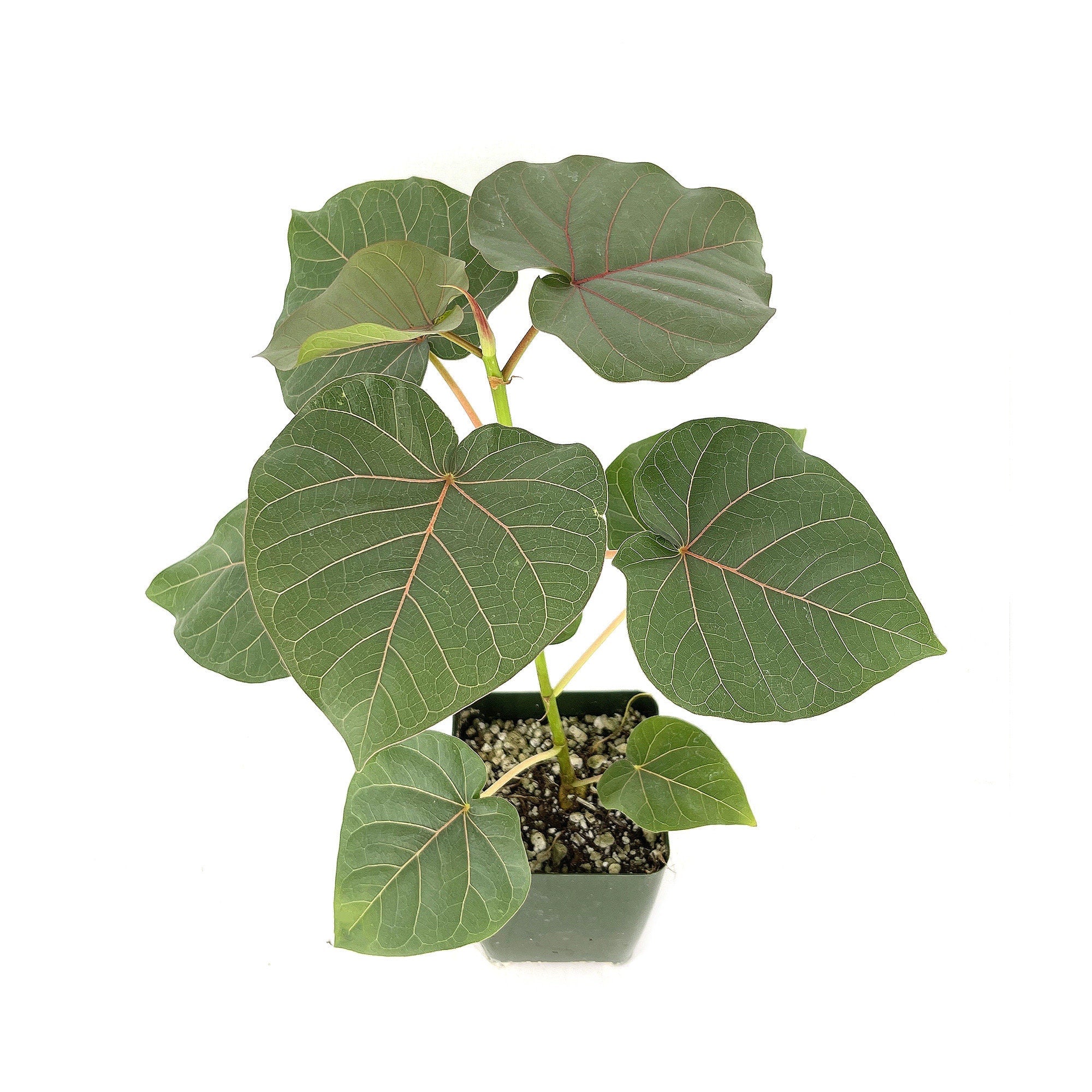 Ficus petiolaris