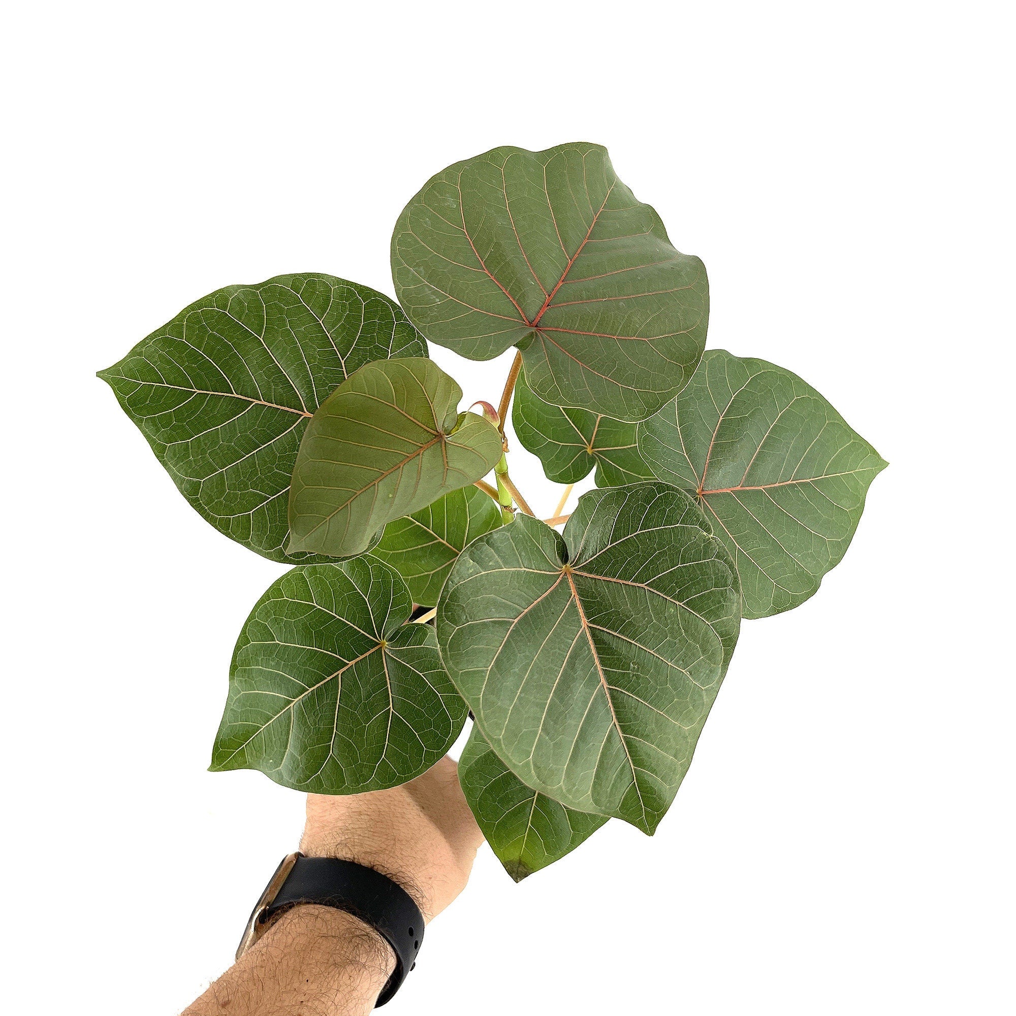 Ficus petiolaris