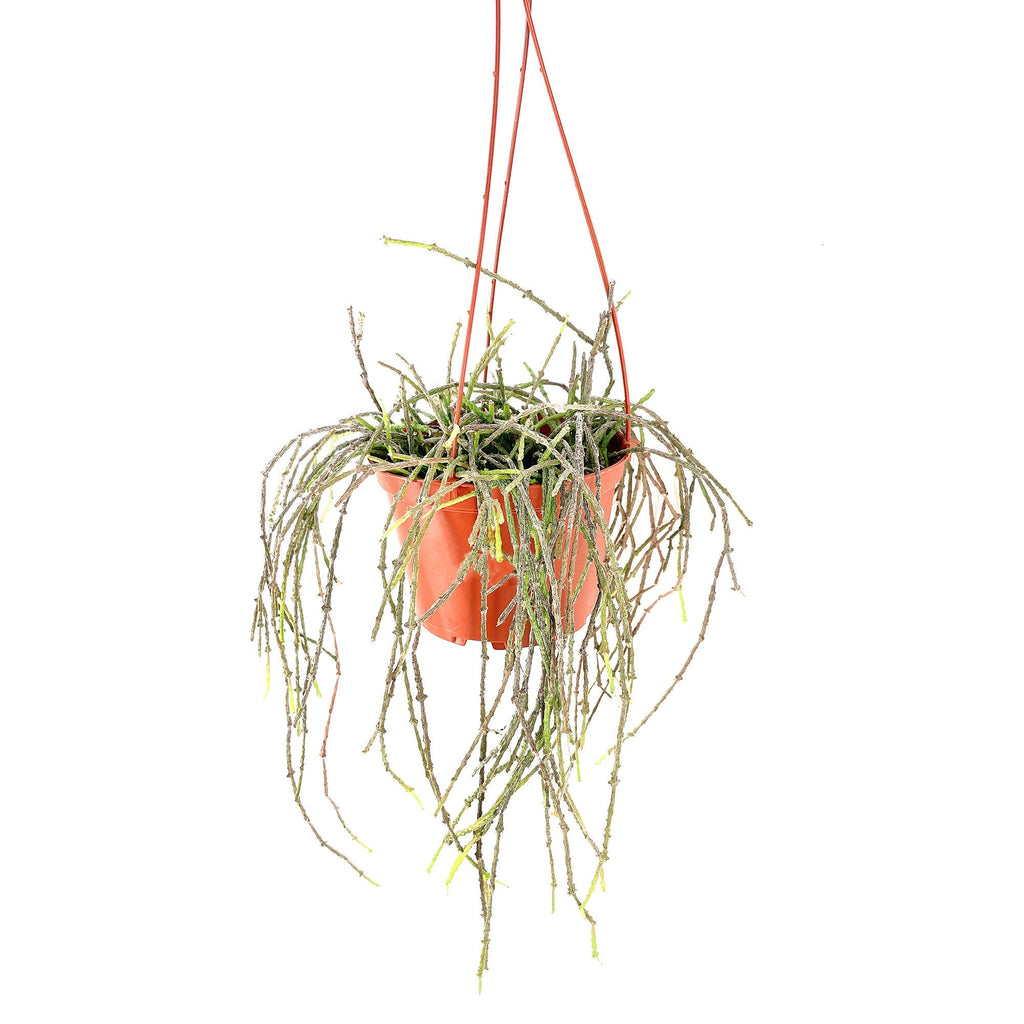 Cynanchum marnierianum 'Bundle of Sticks'