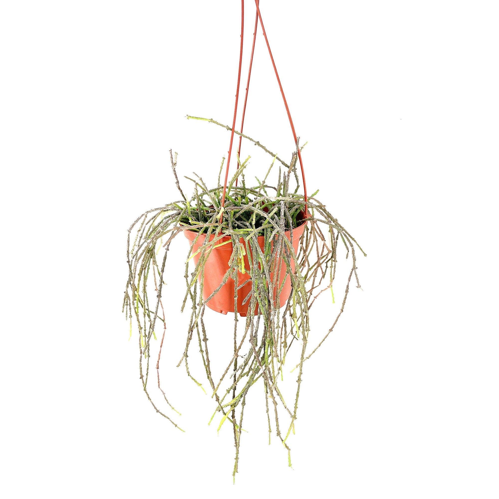 Cynanchum marnierianum 'Bundle of Sticks'