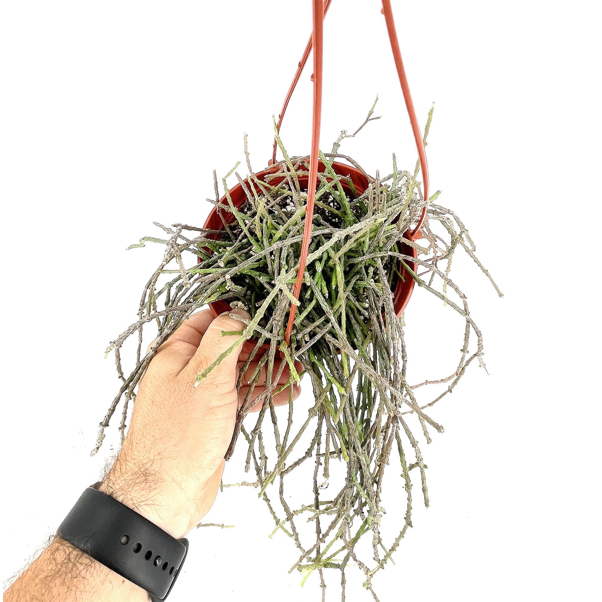 Cynanchum marnierianum 'Bundle of Sticks'