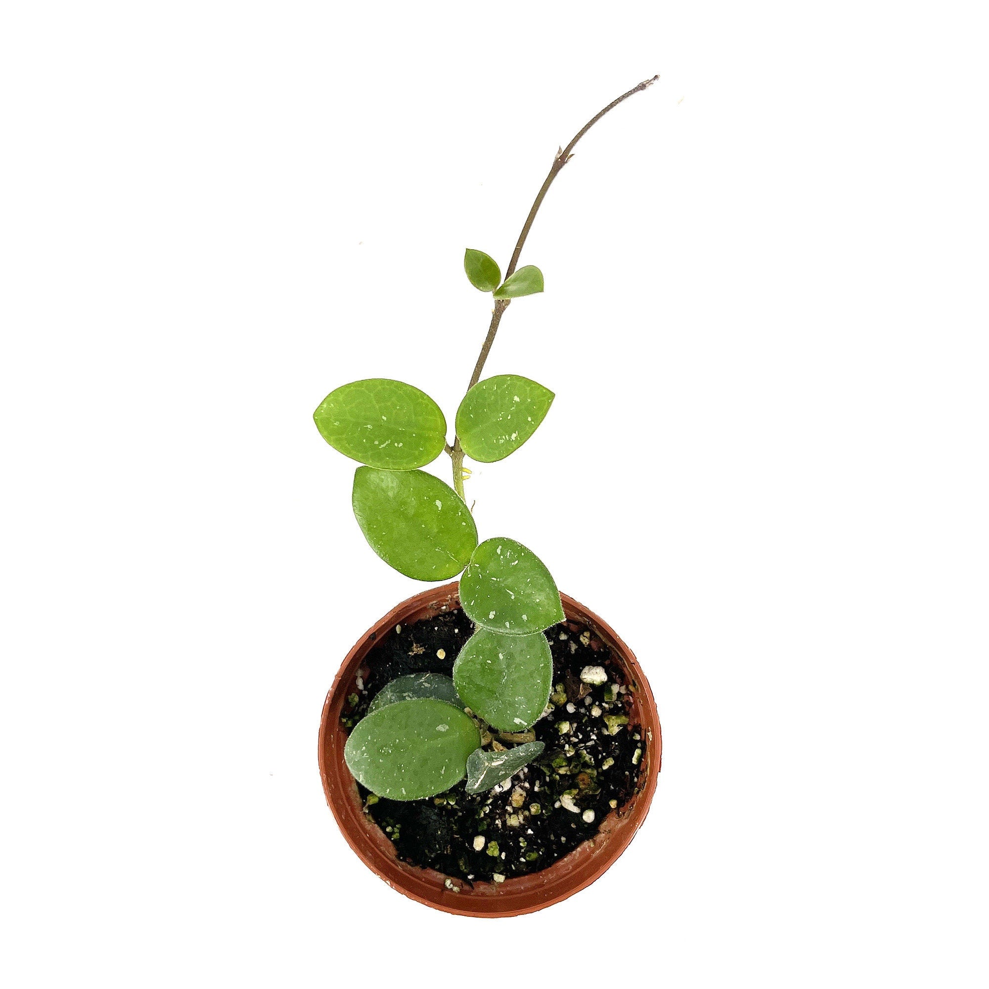Hoya mathilde