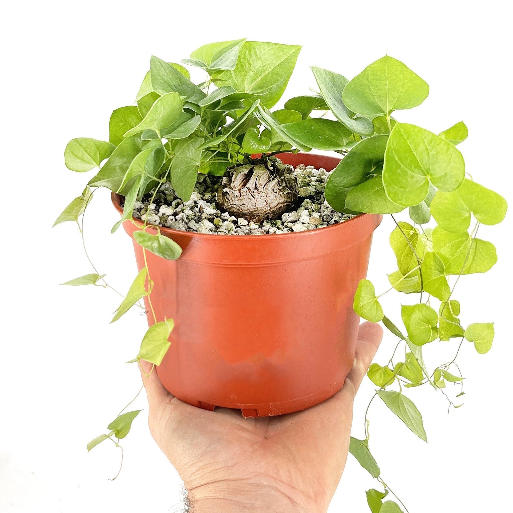 Dioscorea elephantipes 'Elephant's Foot'