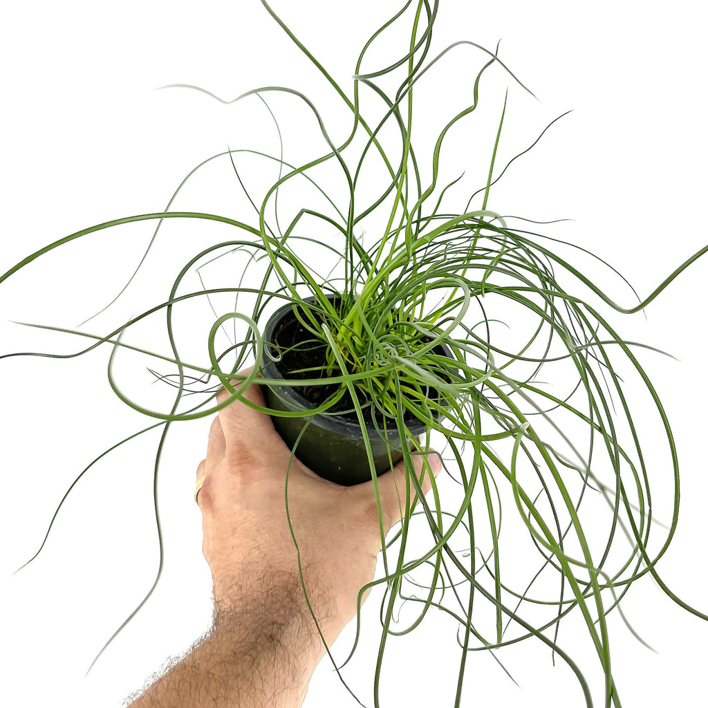 Juncus effusus Spiralis 'Corkscrew Rush Plant'