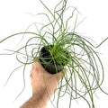 Juncus effusus Spiralis 'Corkscrew Rush Plant'