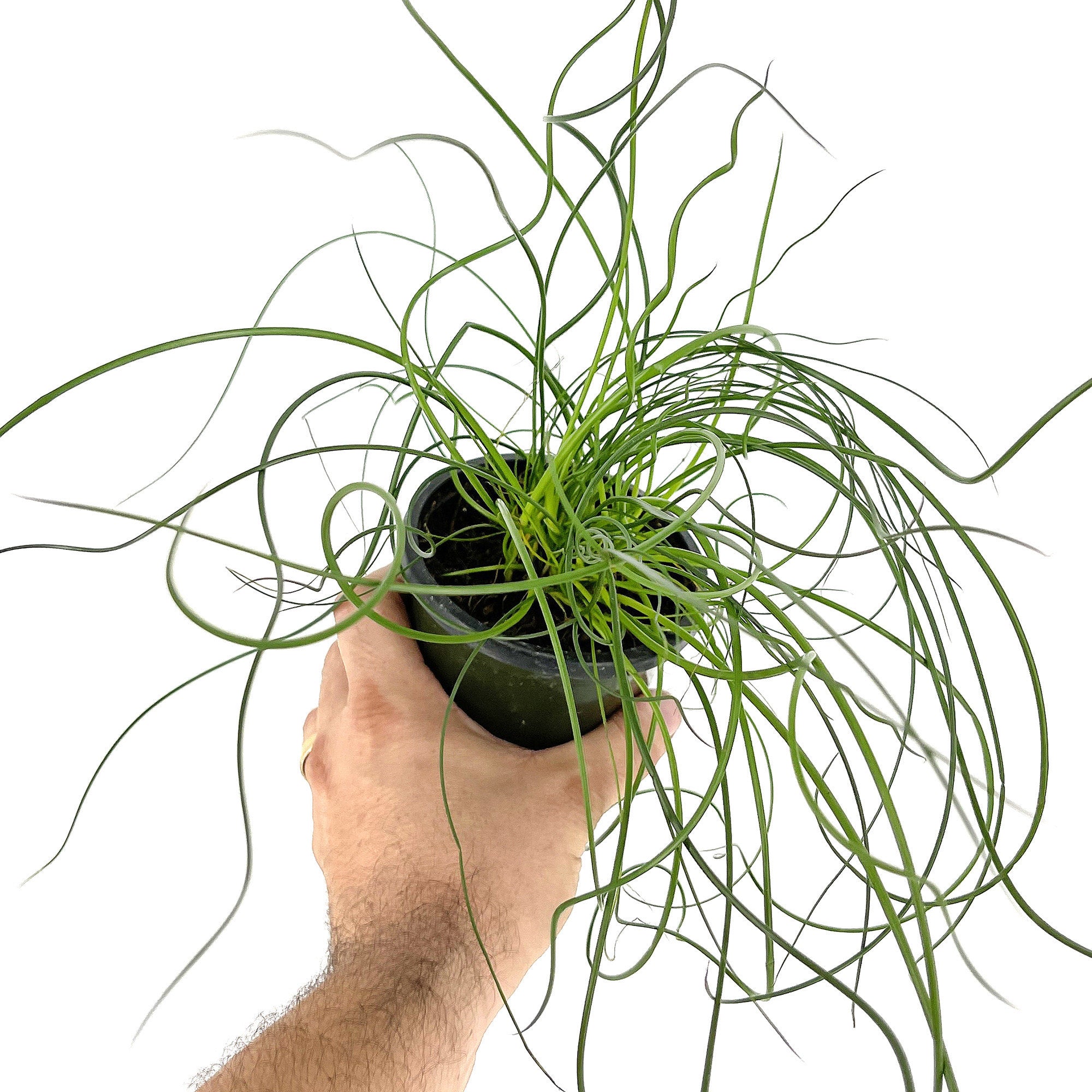Juncus effusus Spiralis 'Corkscrew Rush Plant'