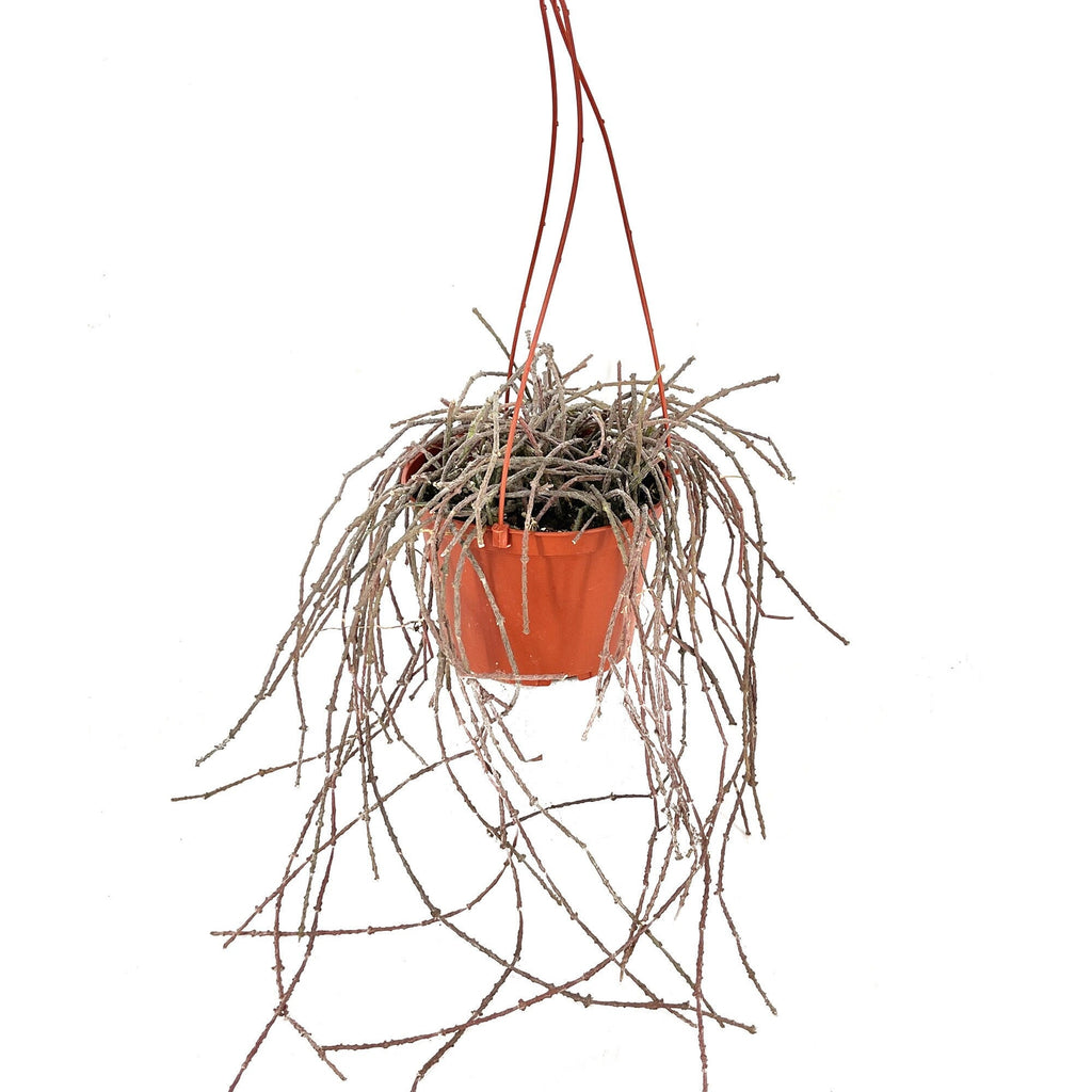 Cynanchum marnierianum 'Bundle of Sticks'