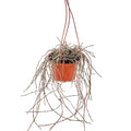 Cynanchum marnierianum 'Bundle of Sticks'