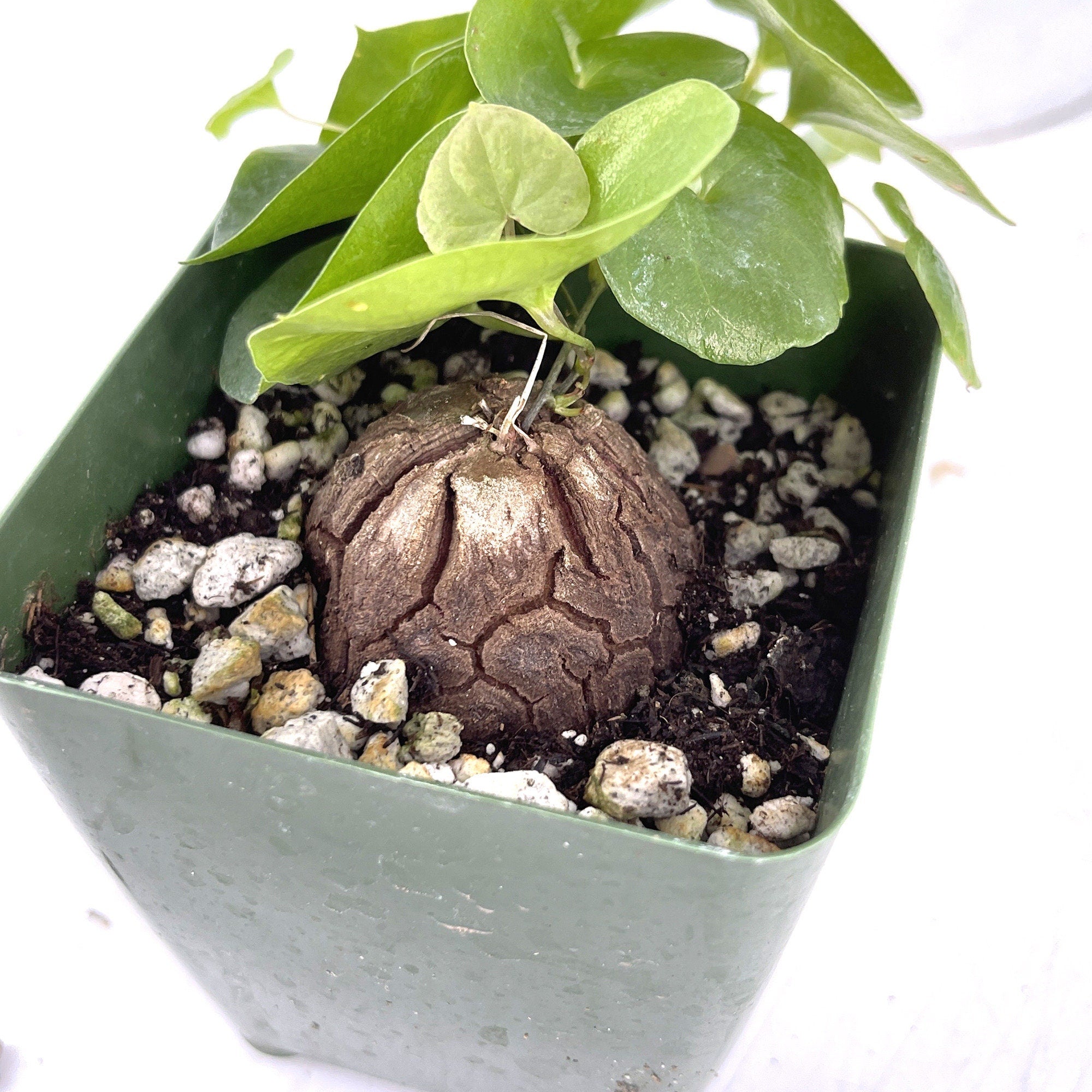 Dioscorea elephantipes 'Elephant's Foot'