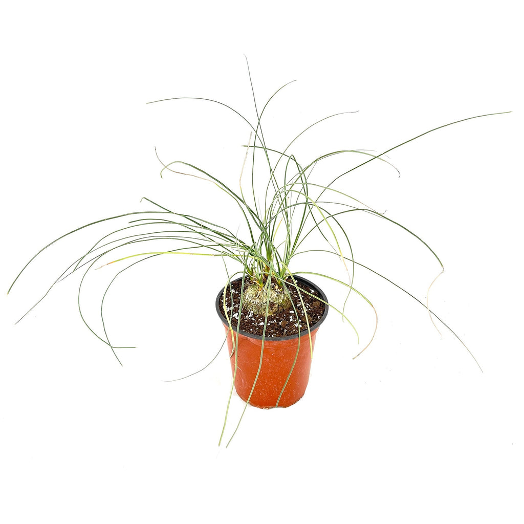 Calibanus hookeri