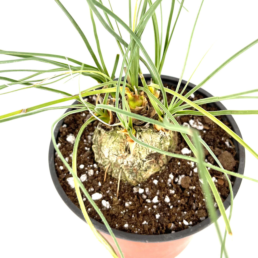 Calibanus hookeri