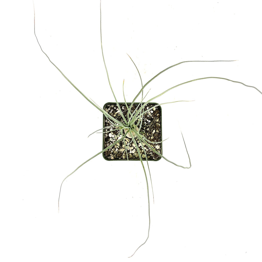 Calibanus hookeri