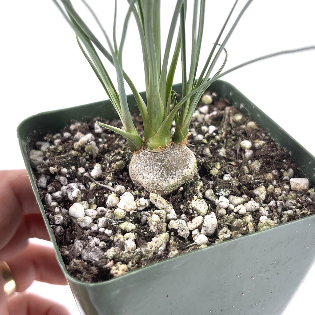 Calibanus hookeri