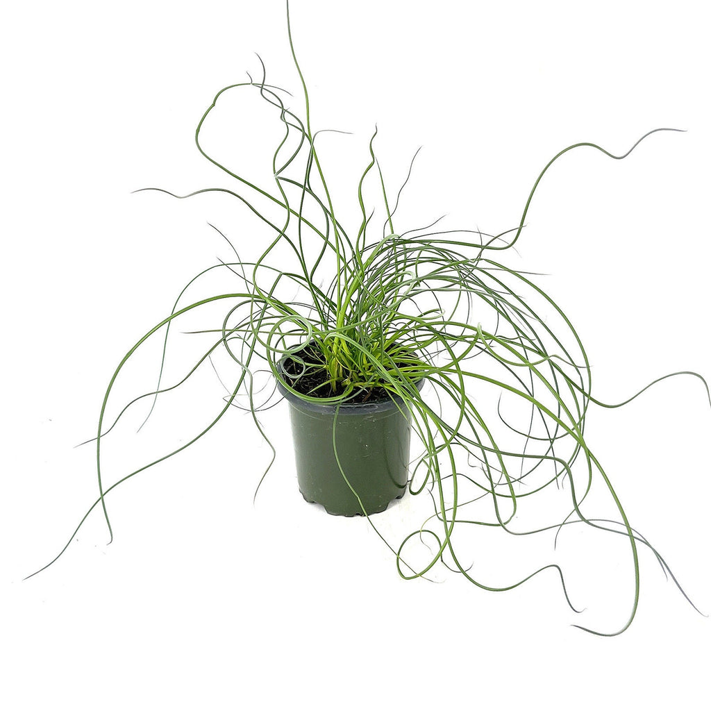 Juncus effusus Spiralis 'Corkscrew Rush Plant'